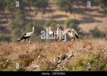 Cicogna bianca (Ciconia ciconia) Foto Stock