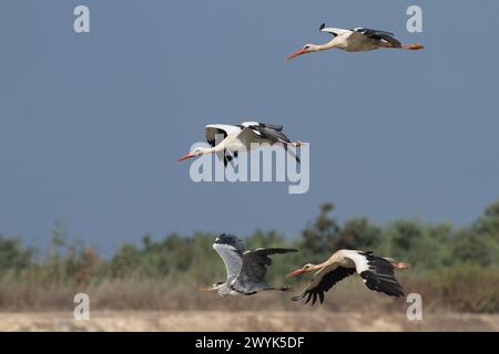 Cicogna bianca (Ciconia ciconia) arroccata su un albero morto durante la migrazione Foto Stock