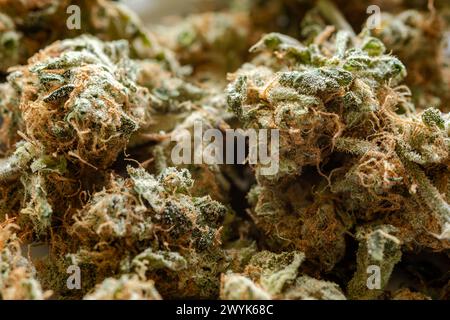primo piano di molte gemme di marijuana essiccate Foto Stock