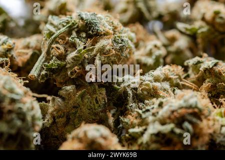 primo piano di molte gemme di marijuana essiccate Foto Stock