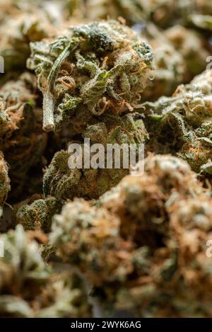 primo piano di molte gemme di marijuana essiccate Foto Stock