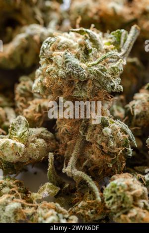 primo piano di molte gemme di marijuana essiccate Foto Stock