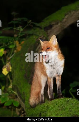 Ritratto di una volpe rossa in piedi su un albero e che chiama in una foresta di notte Foto Stock