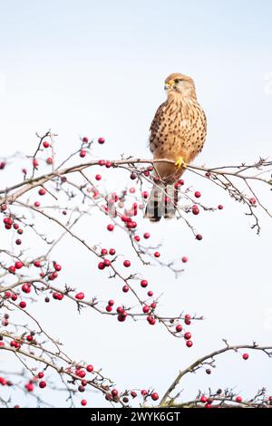 Gheppio comune arroccato su un ramo d'albero con bacche rosse contro il cielo blu Foto Stock