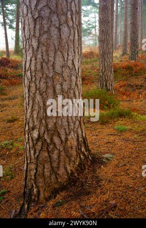 Il tronco di un pino scozzese da vicino. Foto Stock