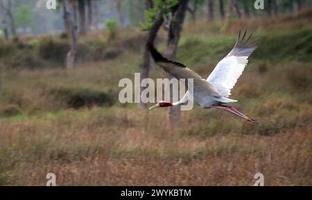 Lumbini, Nepal. 7 aprile 2024. Una gru Sarus vola al santuario delle gru a Lumbini, il luogo di nascita del Buddha Gautam, a circa 280 km dalla capitale Kathmandu, Nepal, il 7 aprile 2024. La gru Sarus, l'uccello volante più alto del mondo, è classificata come vulnerabile nella Lista Rossa IUCN. La gru Sarus occupa un posto speciale all'interno dell'antica cultura di Lumbini. (Credit Image: © Sunil Sharma/ZUMA Press Wire) SOLO PER USO EDITORIALE! Non per USO commerciale! Foto Stock