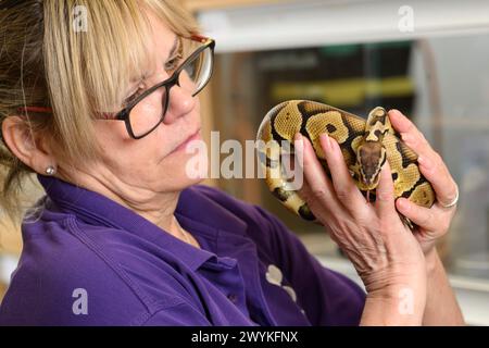 Immagini di scorta al centro di reinserimento SPCA, Hamilton Woman che tiene serpente Foto Stock