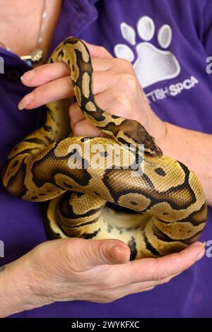 Immagini di scorta al centro di reinserimento SPCA, Hamilton Woman che tiene serpente Foto Stock