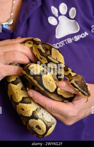 Immagini di scorta al centro di reinserimento SPCA, Hamilton Woman che tiene serpente Foto Stock