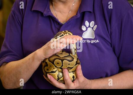 Immagini di scorta al centro di reinserimento SPCA scozzese, Hamilton Foto Stock