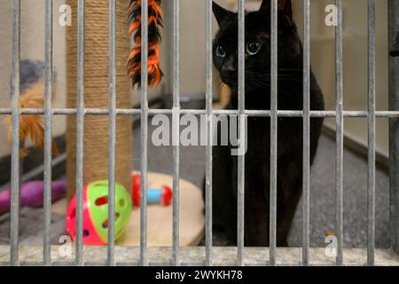 Immagini di scorta al centro di reinserimento SPCA scozzese, Hamilton Black Cat in una gabbia Foto Stock