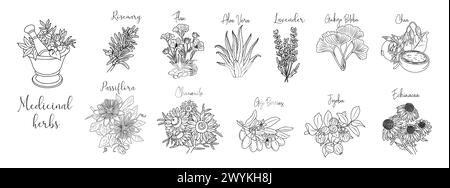 Set di erbe medicinali, cosmetici, mortaio, pestello. Illustrazione Vettoriale