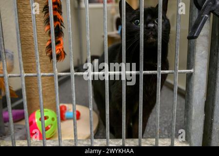 Immagini di scorta al centro di reinserimento SPCA scozzese, Hamilton Black Cat in una gabbia Foto Stock