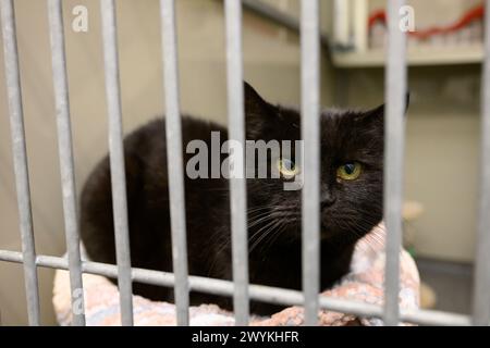 Immagini di scorta al centro di reinserimento SPCA scozzese, Hamilton Black Cat in una gabbia Foto Stock