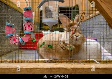 Immagini di scorta al centro di reinserimento della Scottish SPCA, Hamilton Brown Rabbit in una gabbia Foto Stock