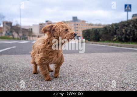 Un piccolo cane di tipo terrier di razza mista, di colore marrone chiaro, guarda in lontananza con la città sullo sfondo. Il vento soffia contro di lui, Ruffl Foto Stock