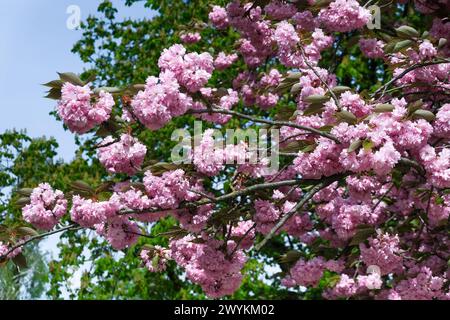 Düsseldorf 07.04.2024 Japanische Nelkenkirsche Kirsche Kirschbaum Blütenkirsche Prunus serrulata Kanzan Frühlingsblüher Nordpark Düsseldorf Nordrhein-Westfalen Deutschland *** Düsseldorf 07 04 2024 chiodi di garofano giapponese ciliegio ciliegio ciliegio ciliegio fiorente Prunus serrulata Kanzan fioraio primaverile Nordpark Düsseldorf Renania settentrionale-Vestfalia Germania Foto Stock