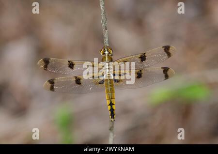 Dipinto Skimmer, Libellula semifasciata Foto Stock