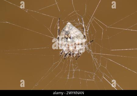 Orb Weaver, Famiglia Araneidae Foto Stock