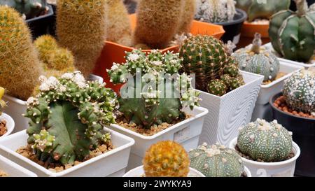 Varietà di cactus e succulenti in pentole esposte al mercato botanico. Foto Stock