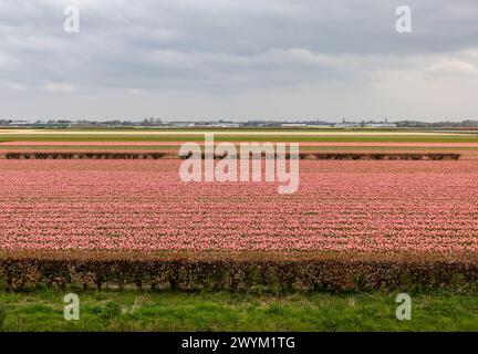 Campi di giacimenti di giacimenti in fiore vicino a Lisse nei Paesi Bassi Foto Stock