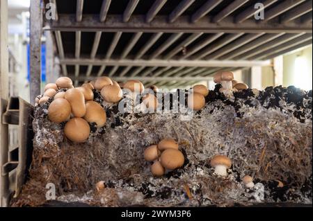 La coltivazione di funghi champignoni bruni e micelio cresce dal compost all'involucro in un'azienda agricola biologica nei Paesi Bassi, nell'industria alimentare in Europa, da vicino Foto Stock