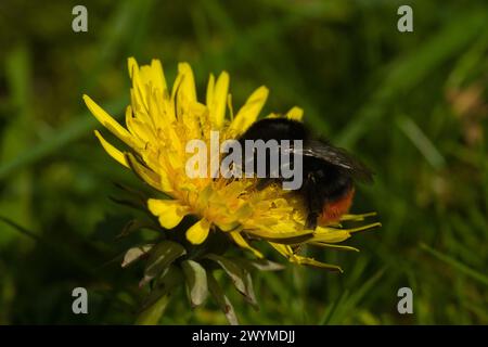 bumblebee dalla coda rossa, probabilmente una regina, su un dente di leone Foto Stock