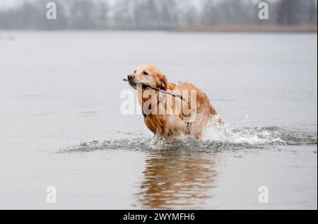 L'allegro Golden Retriever attraversa l'acqua lungo il fiume, spruzzando in autunno Foto Stock