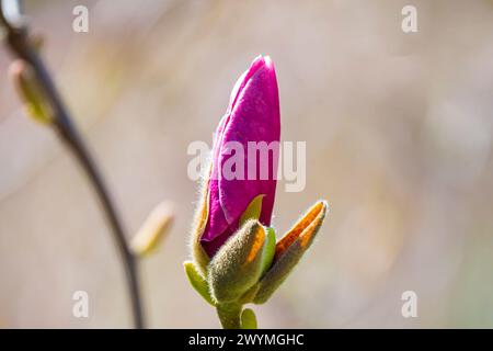 Grande bocciolo di fiore di magnolia rosa. Foto Stock