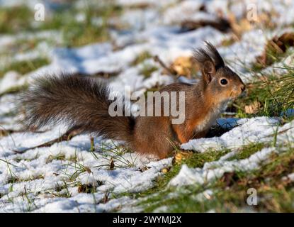 Scoiattolo su erba ricoperta di neve Foto Stock