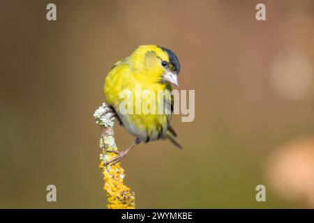 Maschio Siskin eurasiatico (Spinus spinus) arroccato in una pineta nel Regno Unito Foto Stock