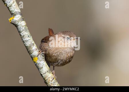 Wren (Troglodytes troglodytes) sedeva su un ramo dello Yorkshire. Foto Stock