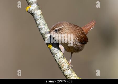 Wren (Troglodytes troglodytes) sedeva su un ramo dello Yorkshire. Foto Stock