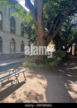 Lisbona, Portogallo, giardino botanico, zona Principe Real, stazione della metropolitana Avenida, piante esotiche, panca in legno, Museo Nazionale della Scienza e della storia naturale Foto Stock