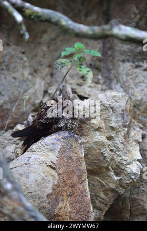 Il nightjar dalla coda di lira (Uropsalis lyra) è una specie di nightjar della famiglia Caprimulgidae. Questa foto femminile è stata scattata in Ecuador. Foto Stock