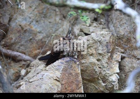 Il nightjar dalla coda di lira (Uropsalis lyra) è una specie di nightjar della famiglia Caprimulgidae. Questa foto femminile è stata scattata in Ecuador. Foto Stock