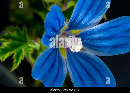 Foto ravvicinata del fiore di uve con petali lilla e sfumature blu Foto Stock