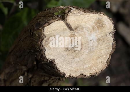 Sezione trasversale attraverso il tronco dell'albero della buddleia Foto Stock