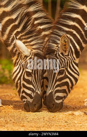 Ritratto di due zebre nutrite allo zoo. Foto Stock