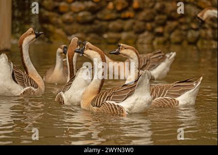 Oche cinesi che nuotano in acqua. Anser Cygnoides Foto Stock