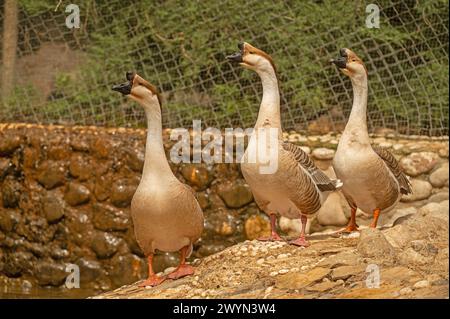 Oche cinesi che riposano vicino all'acqua. Anser Cygnoides Foto Stock