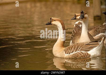 Oche cinesi che nuotano in acqua. Anser Cygnoides Foto Stock