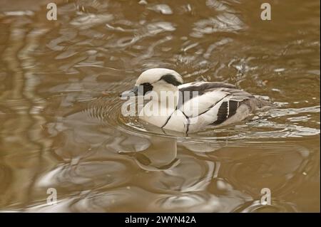 Un'anatra puzzolente che nuota in uno stagno. Mergellus albellus Foto Stock