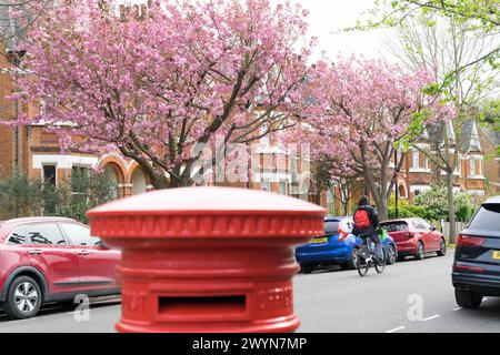 I ciclisti viaggiano su una strada londinese fiancheggiata da fiori di ciliegio, ecco una cassetta postale reale rossa, nella primavera dell'Inghilterra nel Regno Unito Foto Stock