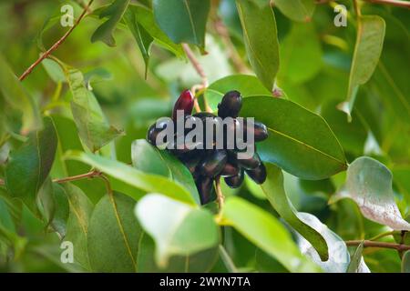 Frutto di Syzygium cumini, prugna Malabar comunemente nota, prugna di Giava, prugna nera, jamblang, juwet, jambul jambolan, è una fioreria tropicale sempreverde Foto Stock