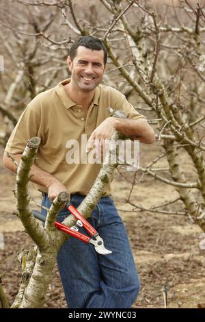 La potatura di un albero ciliegio. Andosilla, Navarra, Spagna. Foto Stock