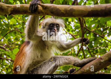 Zanzibar scimmia coloba rossa seduta sull'albero e riposante nella foresta, il suo habitat naturale . Carina scimmia selvatica con faccia scura. Isola di Zanzibar, Tanzania. Foto Stock