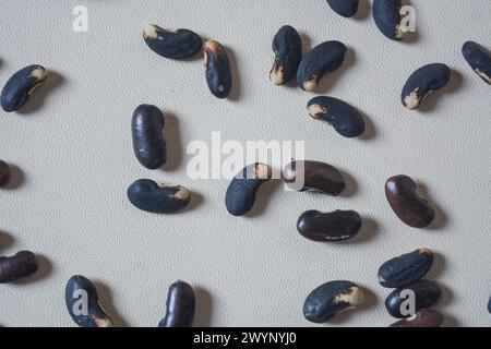 Semi di fagioli neri su sfondo bianco. Foto Stock