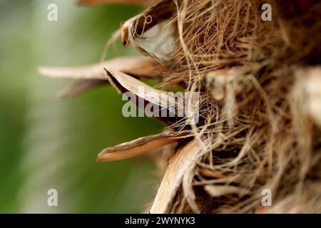 Primo piano su Palm Bark Foto Stock
