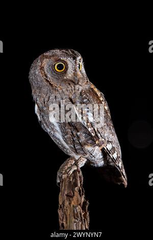 gufo di scops appollaiato su un tronco di notte Foto Stock